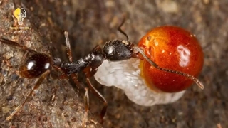 بزرگترین تمدن جهان چگونه به وجود آمد‎: شما تو سیاره مورچه ها زندگی میکنید