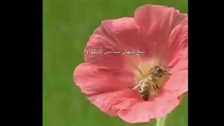 صحبت فیزیکی زنبور و گل