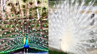 طاووس آبی یا طاووس هندی / طاووس آلبینو