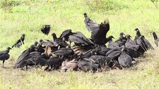 نبرد عقاب و کرکس