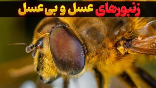 زندگی پیچیده زنبورها | اسرار زندگی زنبور عسل که شما را شگفت زده میکند