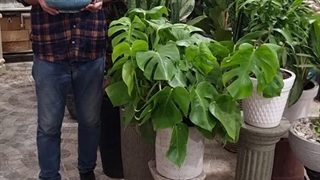 نکات نگهداری گیاه بونسای