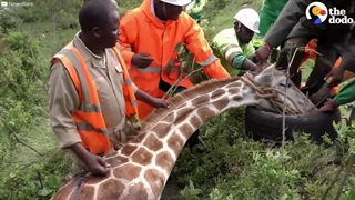 گیر کردن لاستیک ماشین دور گردن زرافه!