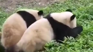 لحظه‌ی حمله دو پاندا به مربی باغ وحشی در چین