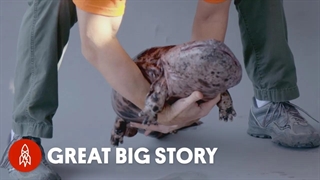 سمندر غول پیکر ژاپنی می تواند 50 پوند وزن داشته باشد!