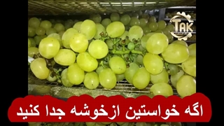 فیلم آموزش خشک کردن میوه در دستگاه خشک کن