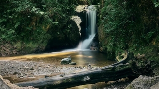 ای تکدرخت معصوم من