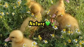 طبیعت!♡ اگر عاشق طبیعتی این ویدیو برای توعه