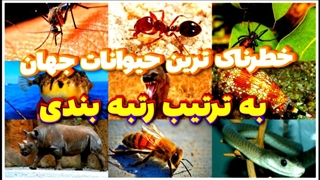 خطرناک ترین حیوانات جهان به ترتیب رتبه بندی