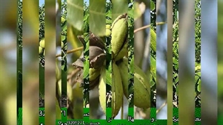 فروش ویژه نهال گردو گلدانی فرصت ویژه برای باغداران, بدون محدودیت کاشت