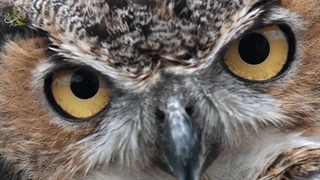 حقایق و رازهایی از تکامل جغد، پرنده شب زی