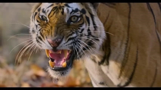 دانلود فیلم Tiger 2024