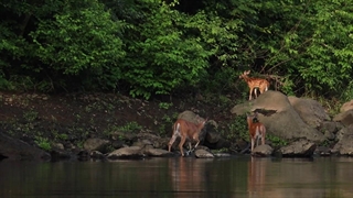 آهو دم سفید در حال لذت بردن از شادی صبح زود در رودخانه Housatonic