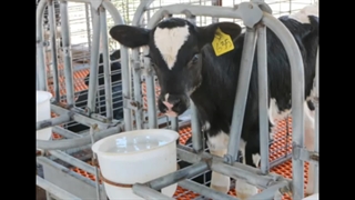 نکات مهم در پرورش گوساله قسمت دوم