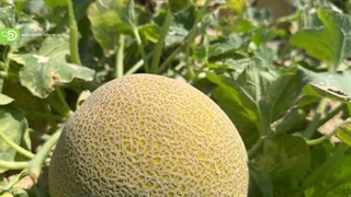 کشت آزمایشی ملون کد 524