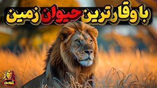 شیر، با شکوه ترین حیوان زمین چگونه به پادشاهی رسید؟
