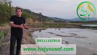 مرغوب بودن زمین کشت برنج