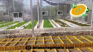 نحوه کاشت کاهو