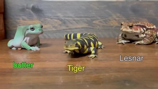 رقابت قورباغه و وزغ و سمندر برای غذا