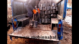 نهال میوه گلدانی