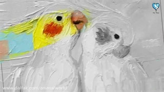 آشنایی با صداها و حرکات عروس هلندی