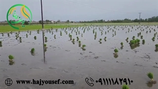 خرید برنج ایرانی