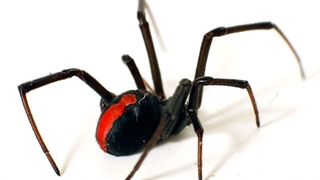 عنکبوت بیوه سیاه