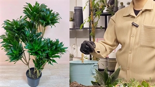 روش تکثیر دراسنا کامپکت با سینا فتاح زاده