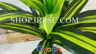 خرید درختچه مصنوعی دراسینا | فروشگاه ملی