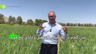 معرفی سن گندم