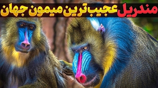 مندریل عجیب ترین میمون جهان |