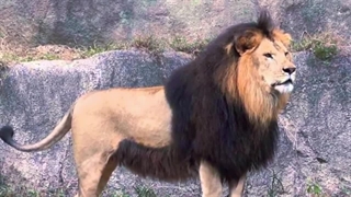 عجیب ترین نژادهای شیر که تصاویرشان از همه جا حذف شد