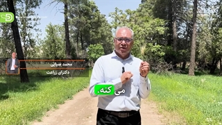 خسارت سن مادری و پوره ها