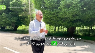 زمان مناسب سمپاشی پوره های سن گندم؟