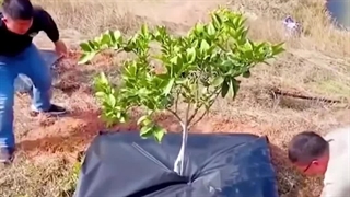 حفظ رطوبت خاک توسط مالچ پوششی