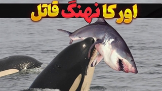 اورکا نهنگ قاتل: خطرناک ترین موجود دریا و دشمن کوسه ها | اورکا نهنگ قاتل فرمانروای واقعی اقیانوس ها