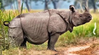 ۱۰ حیوان که در معرض انقراض هستند