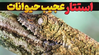 عجیب ترین استتار حیوانات در طبیعت