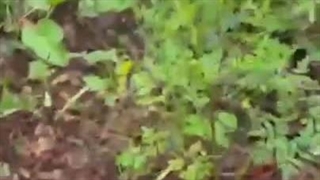 ♻️تصاویری ازلحظات اولیه پیدا شدن بالگرد و پیکر شهدا 1403