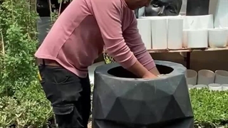 صالح پاینده تولید کننده انواع گل و گیاه و آپارتمانی و بیرونی