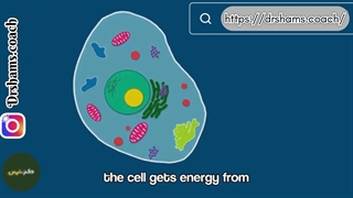 تشریح ساختار سلولی