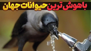 نابغه ترین و باهوش ترین حیوانات جهان کدامند؟