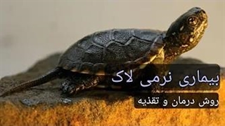 بیماری نرمی لاک لاکپشت و روش درمان