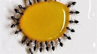 اسرار شگفت انگیز کلونی مورچه ها