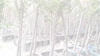 خرید و قیمت درخت آلبالو چند ساله