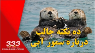 ده نکته جالب درباره سمور آبی
