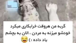 گربه خرابکاری میکنه ببینید چیکار میکنه بعدش