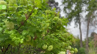 کودها را به صورت محلول پاشی استفاده کنیم یا آبیاری؟