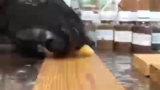 اجرا رنگ عسلی بر روی ترمو