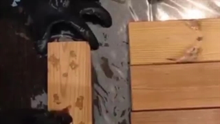 رنگ فندقی روشن بر روی ترمووود